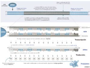 Expresión génica | BIOINNOVA