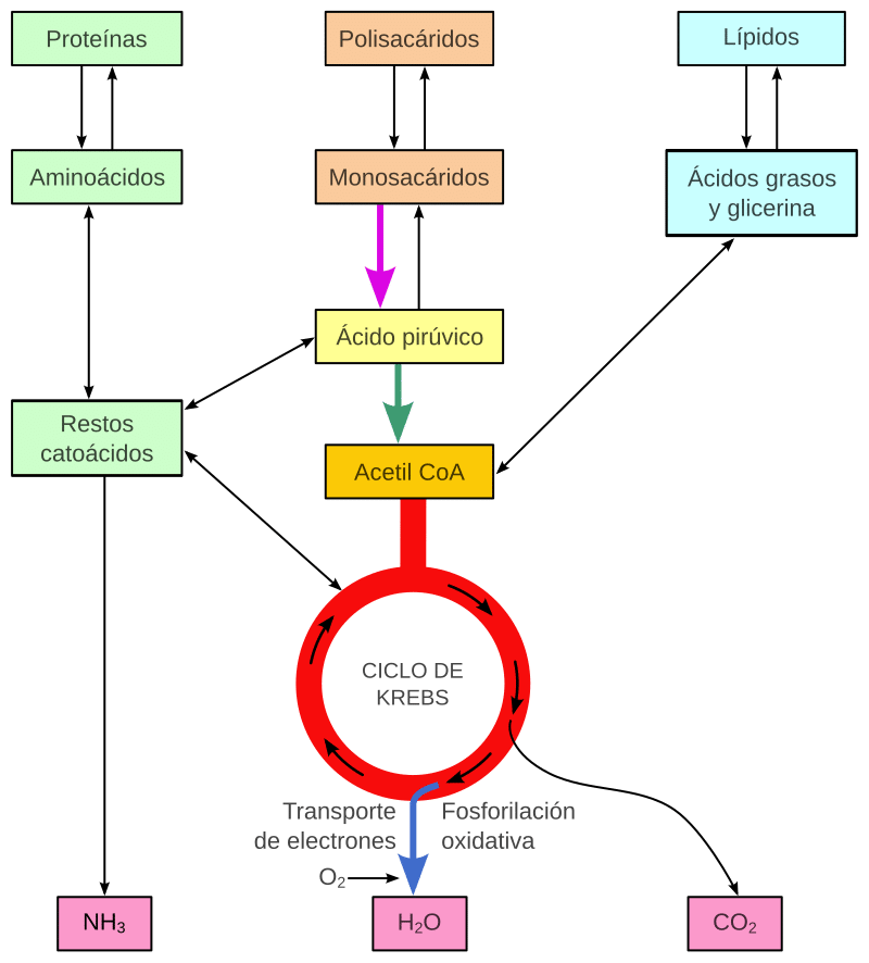 Metabolismo - Wikipedia, la enciclopedia libre