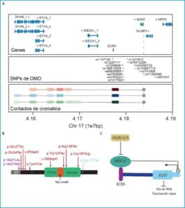 Estudios de asociación de genoma completo (GWAS) versus validación ...