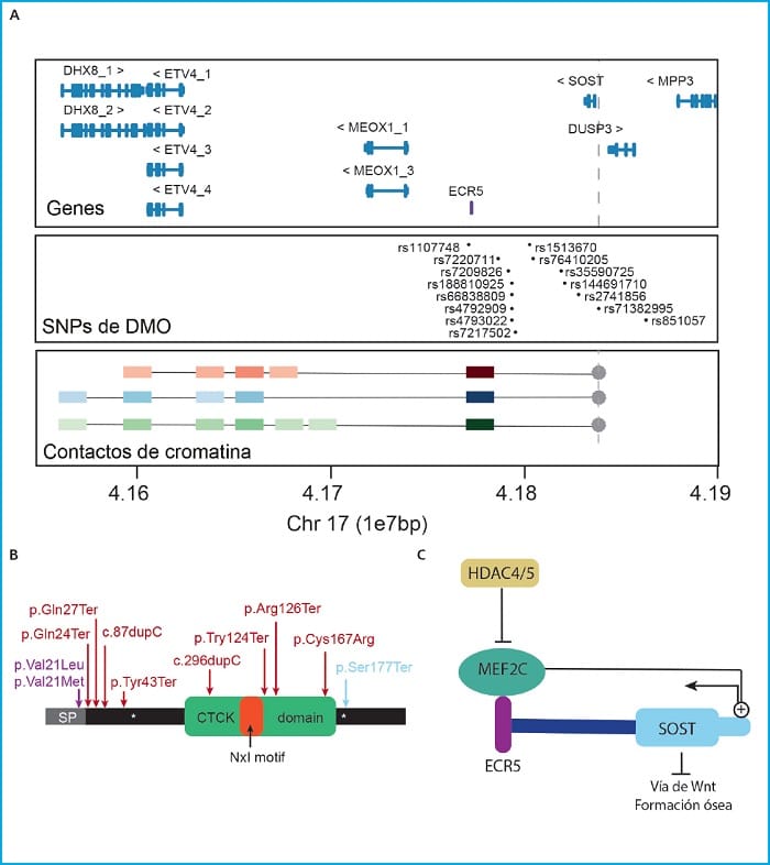 Estudios de asociación de genoma completo (GWAS) versus validación ...