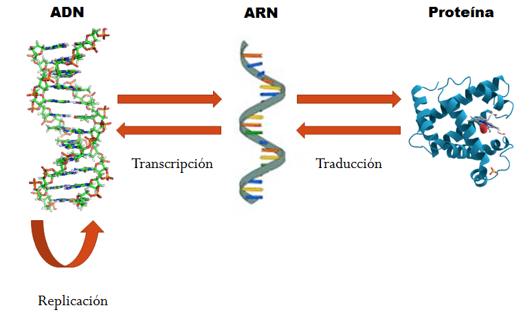 Algoritmo de compresión y descompresión de secuencias de ADN para ...