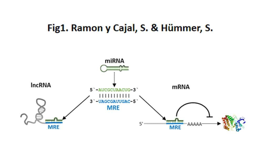 Más allá de los Genes. Cómo podemos entender el DNA no codificante ...