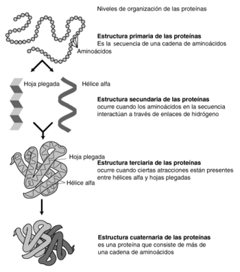 Estructura de las proteínas - Wikipedia, la enciclopedia libre