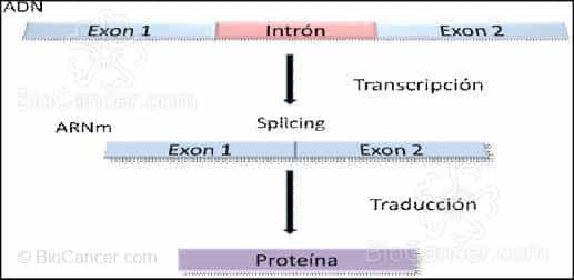 3.1 Transcriptoma