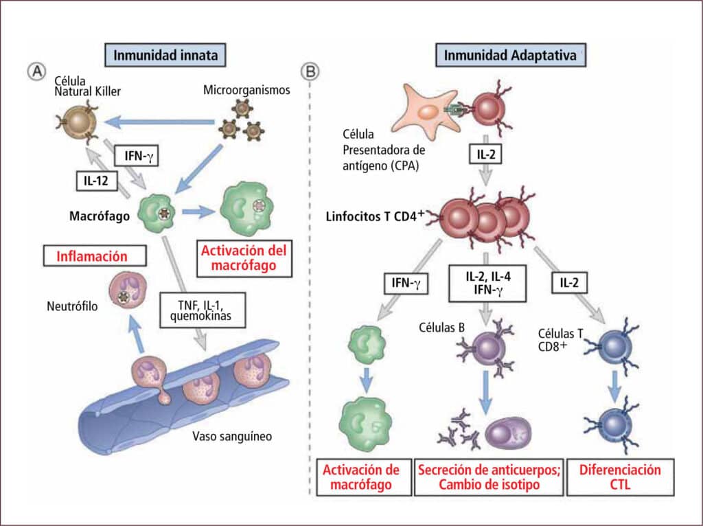Visión panorámica del sistema inmune | Revista Médica Clínica Las ...