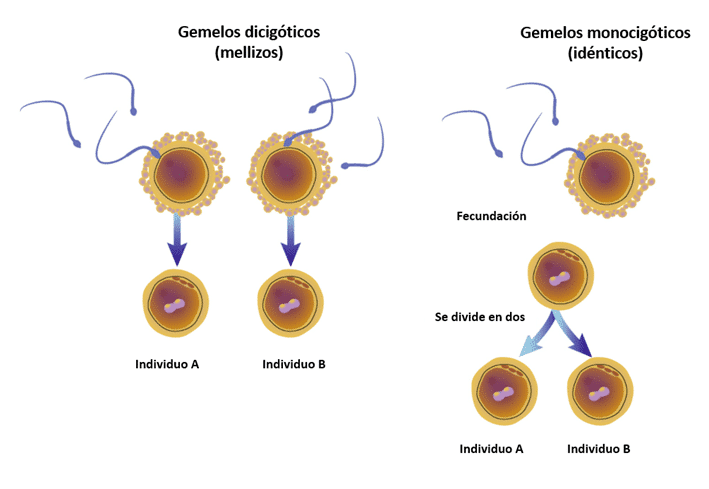 Conoces las diferencias entre mellizos y gemelos? | ADNTRO