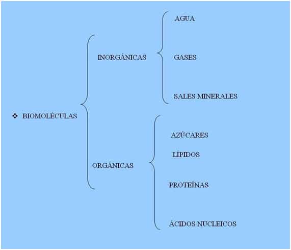 Biomoleculas