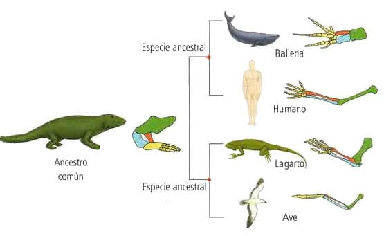 Anatomía comparada » Blog de Biología