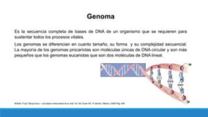 Tema 48 Concepto de: gen, genoma, transcriptoma y proteoma | PPT