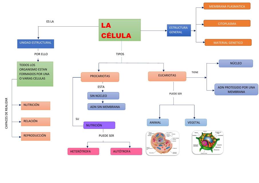 La Célula | ROXANA GONZALES | uDocz