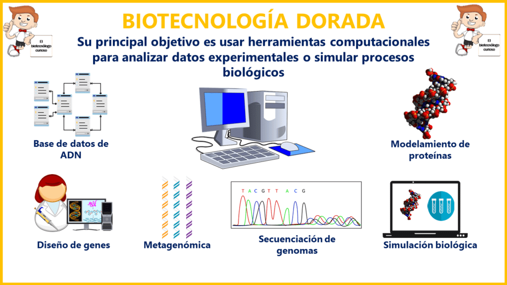 ▷ Biotecnología dorada | Ejemplos y aplicaciones bioinformáticas