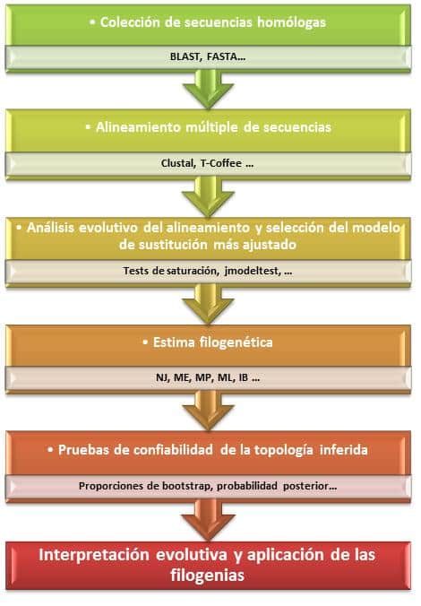 Filogenética computacional - Wikipedia, la enciclopedia libre