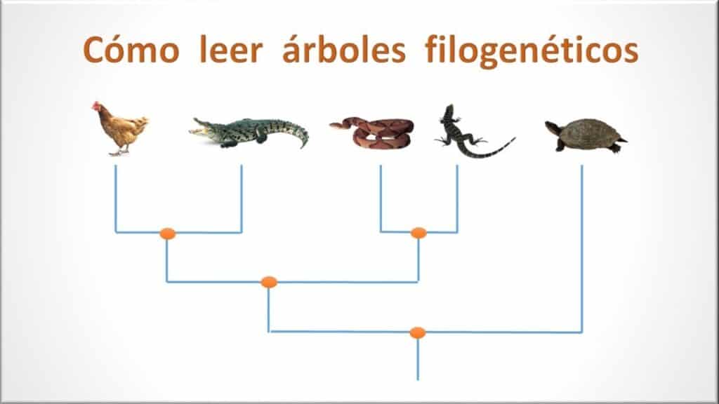 Cómo leer árboles filogenéticos y por qué las gallinas son dinosaurios.