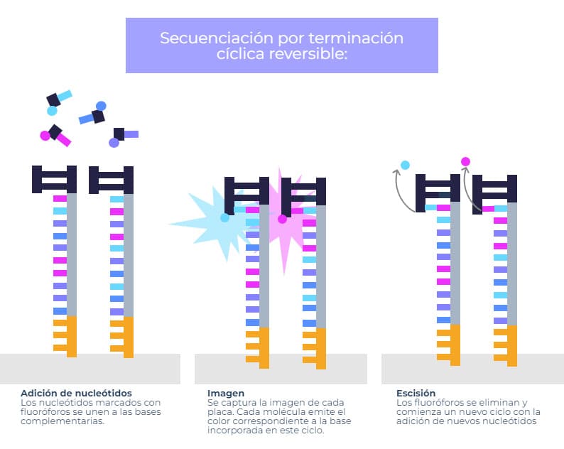 NGS: Secuenciación de Nueva Generación - Genotipia