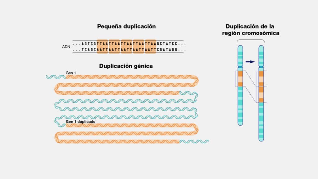 Duplicación