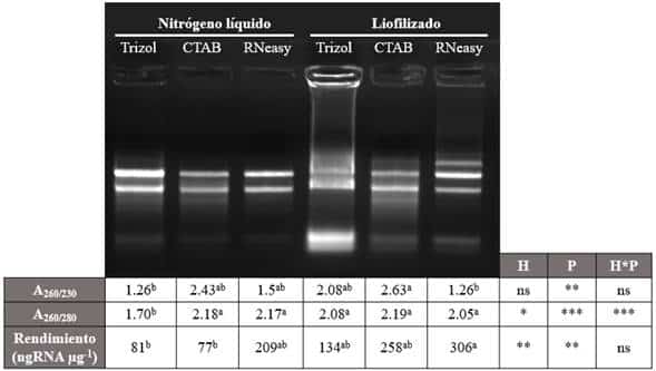 Evaluación de diferentes métodos de extracción de ARN a partir del ...