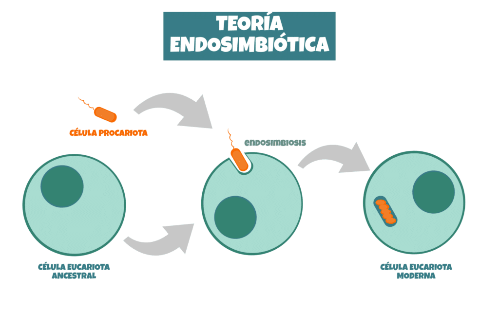 Ribosomas, ¿Qué son y para qué sirven? - Genotipia