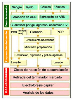 Secuenciación del ADN - Wikipedia, la enciclopedia libre