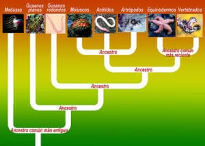 Ciencias Naturales y Desarrollo Humano Sexto grado