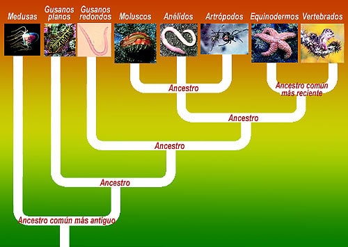 Ciencias Naturales y Desarrollo Humano Sexto grado