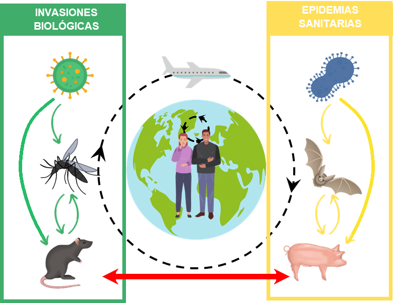 Pandemias y especies invasoras: se parecen y se pueden enfrentar ...