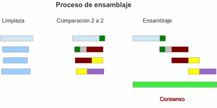 Ensamblaje y mapeo de secuencias tipo Sanger — Bioinformatics at ...