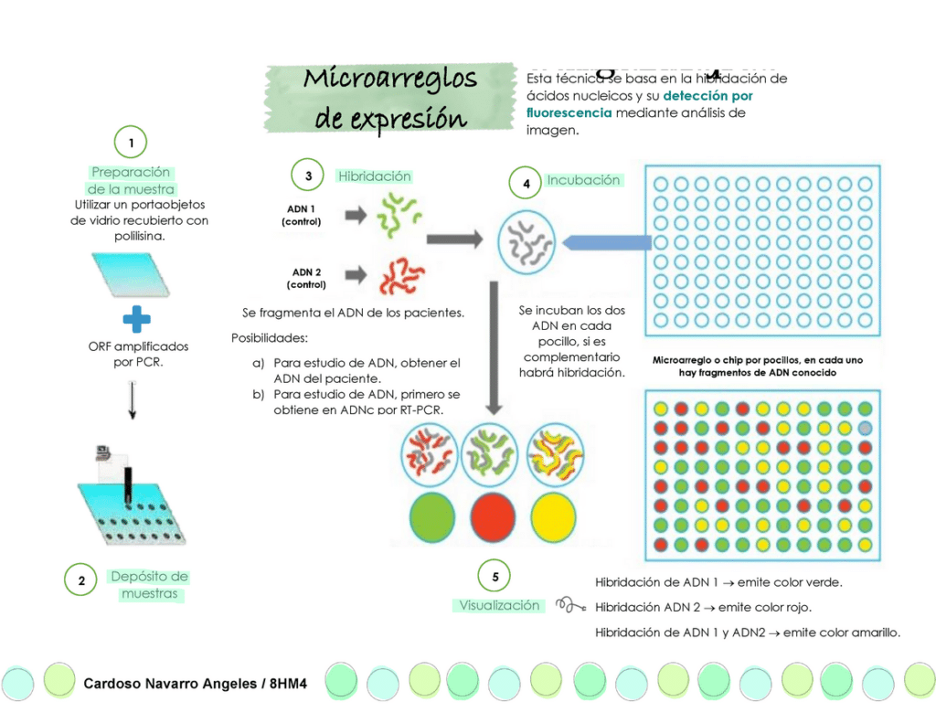 Esquema técnica de Microarreglos de expresión - Cardoso Navarro ...