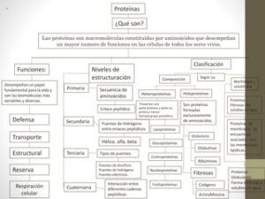 Mapa Conceptual de Proteinas | PPT