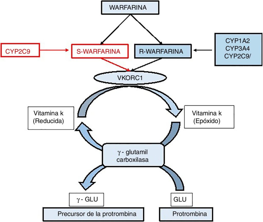 Aplicación farmacogenómica de los genes CYP2C19, CYP2C9 y VKORC1 ...