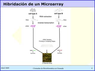 Inteligencia Artificial en Bioinformática. Algunas Aplicaciones. | PPT