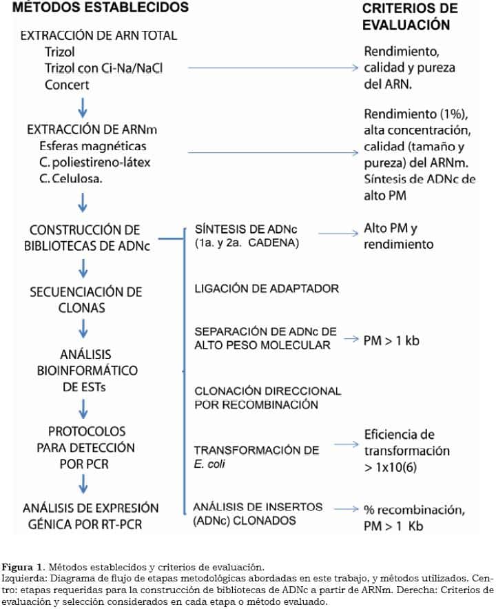 Construcción de bibliotecas de ADNc y análisis de expresión génica ...