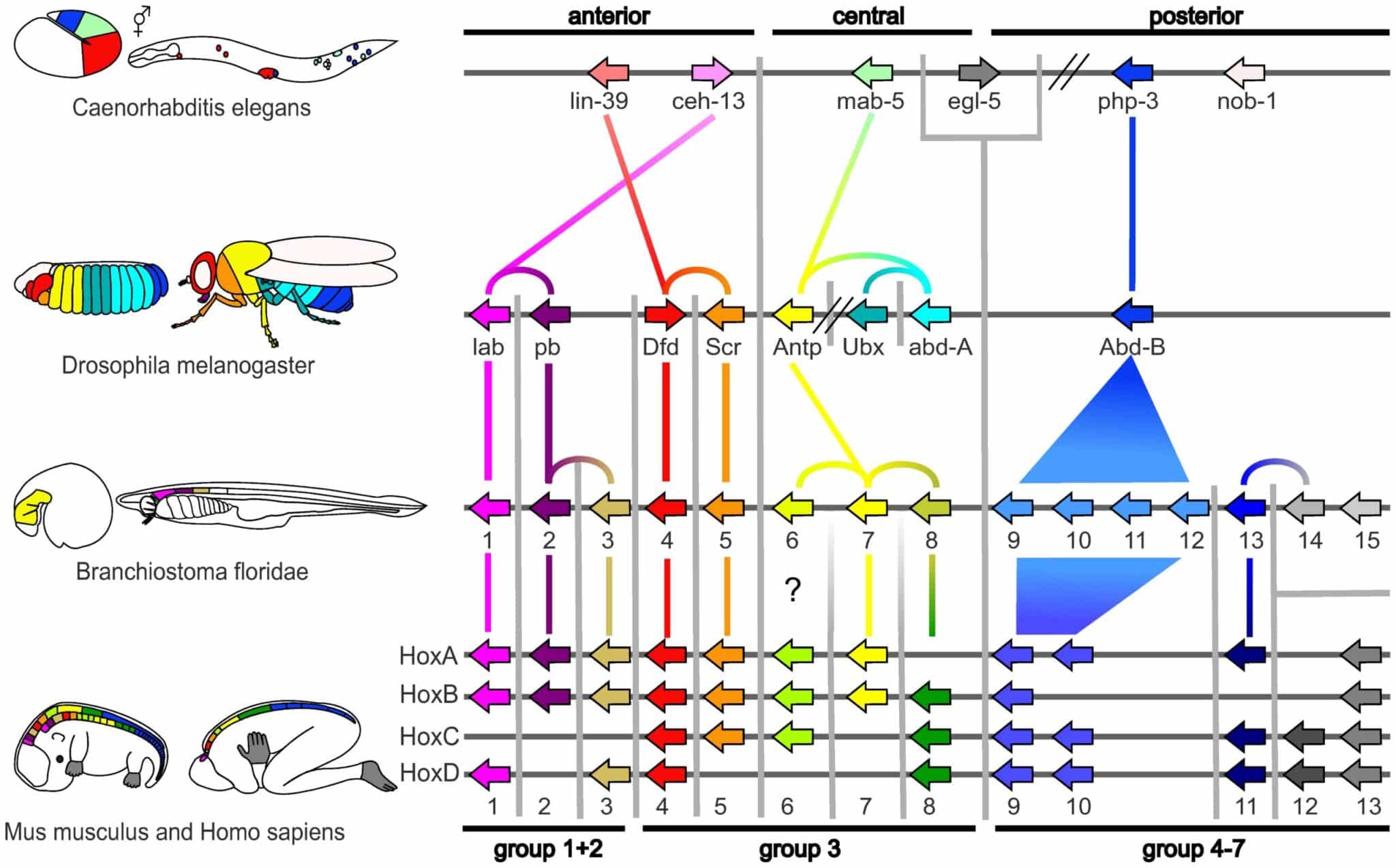 Biología evolutiva del desarrollo - Wikipedia, la enciclopedia libre