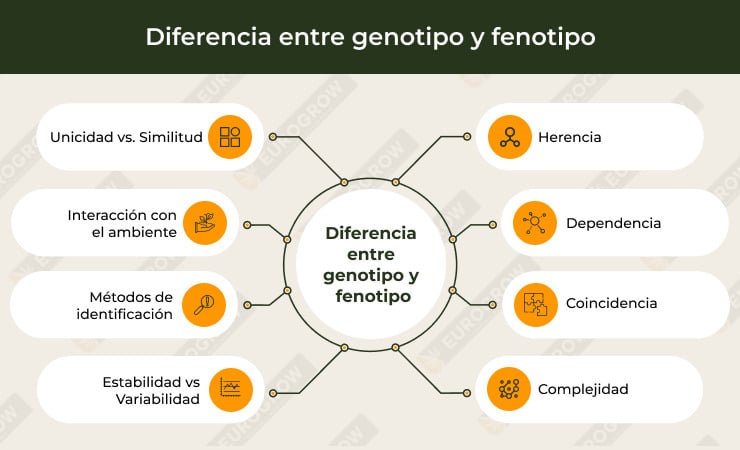 Qué es el genotipo y fenotipo de las Variedades de Marihuana? ☑️