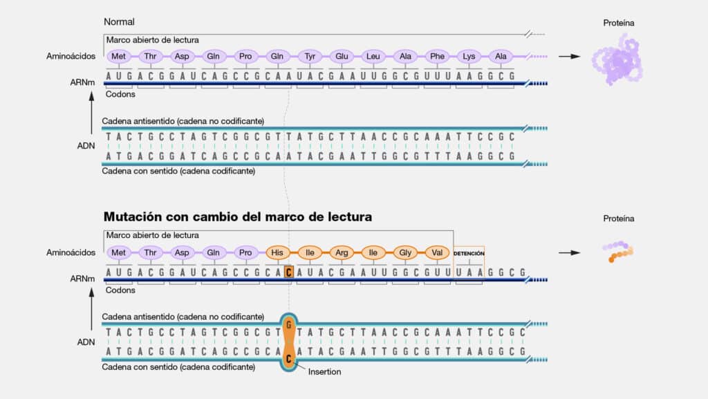 Mutacion con cambio del marco de lectura