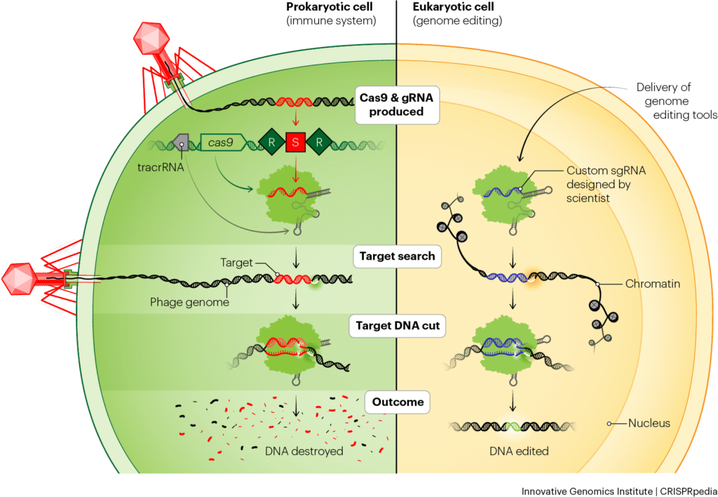 Tecnología CRISPR - CRISPRpedia