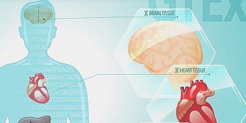 Efecto de la variación genómica en los diferentes tejidos e ...