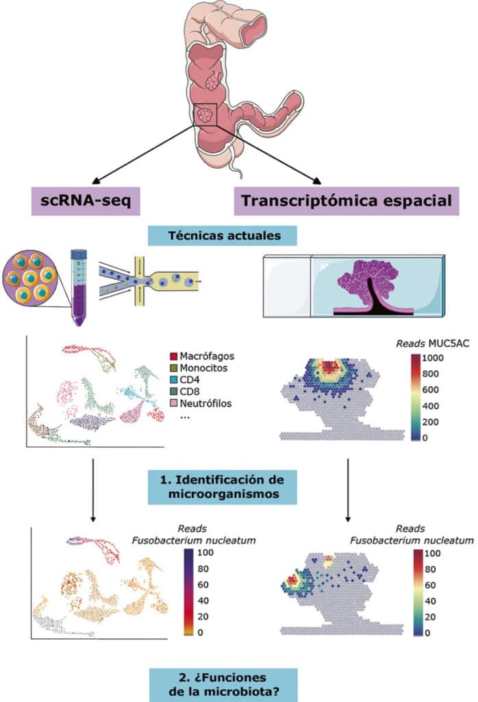 Estudiando las funciones de la microbiota intestinal: presente y ...