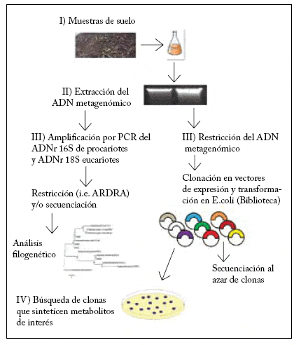 Metagenómica de suelos: grandes desafíos y nuevas oportunidades ...