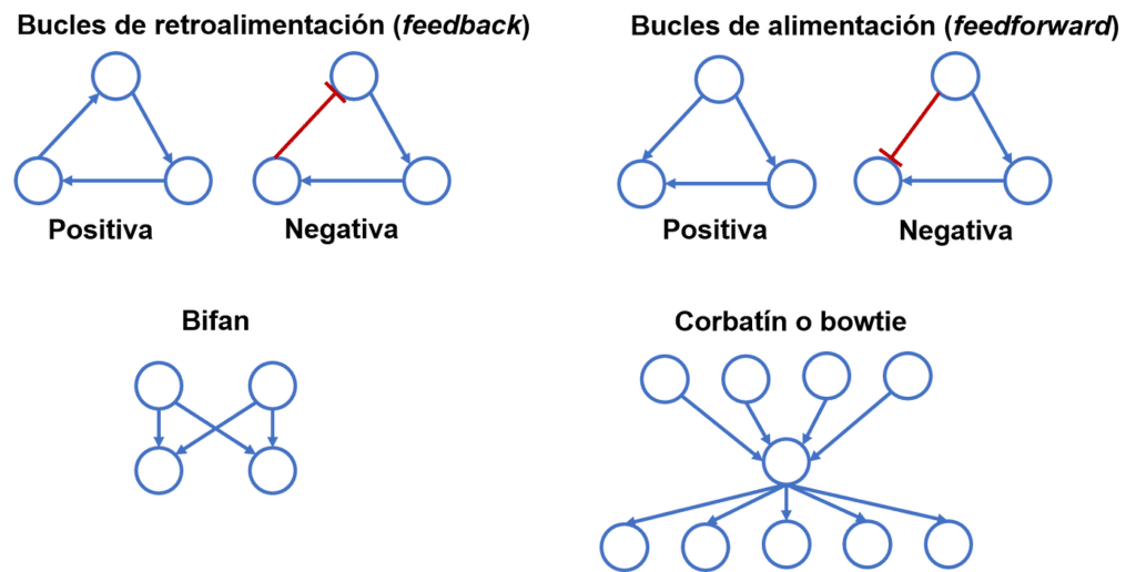 Introducción a las redes biológicas | by Fabián Hernández | Medium