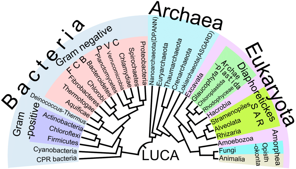 Filogenia - Wikipedia, la enciclopedia libre