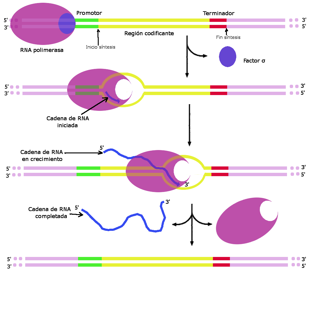 Proceso de transcripción del ADN y formación del ARN mensajero ...