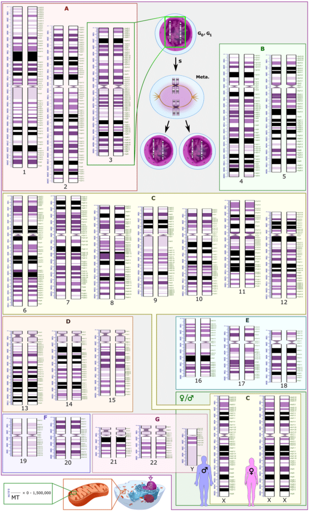 Proyecto Genoma Humano - Wikipedia, la enciclopedia libre