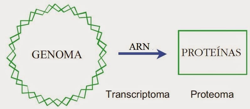 Apuntes de Biotecnología: Genómica, transcriptómica y proteómica