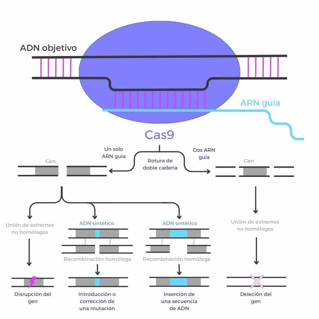 CRISPR: ¿Qué es y cómo funciona? - Genotipia