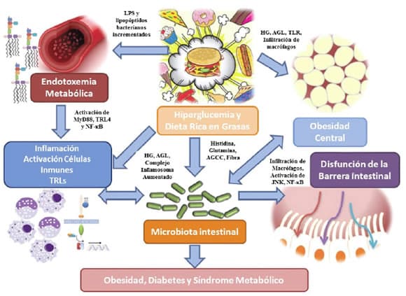 La microbiota intestinal humana y el metabolismo corporal ...