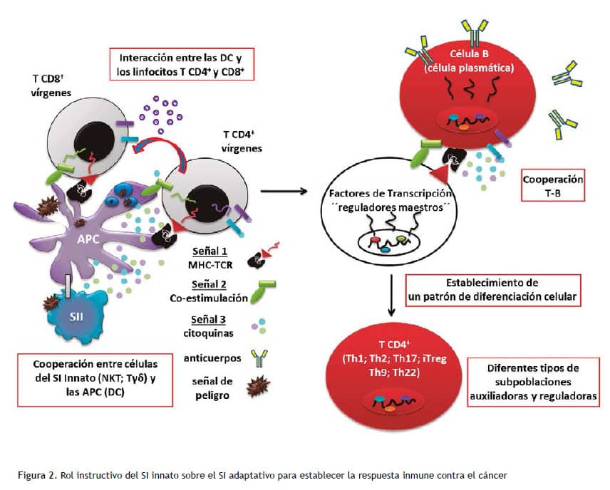 Inmunología del cáncer I: bases moleculares y celulares de la ...