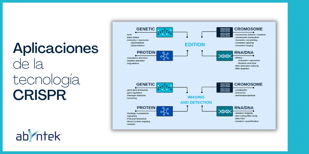 Aplicaciones de la tecnología CRISPR | ABYNTEK BIOPHARMA