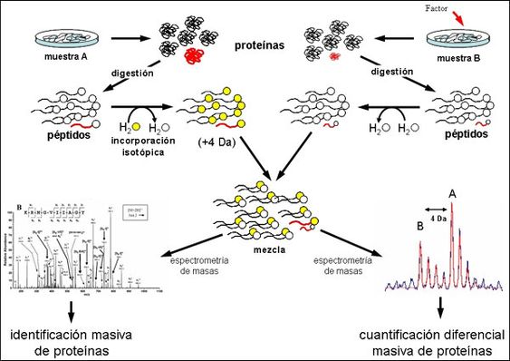 La espectrometría de masas en el campo de la proteómica – Vasos ...