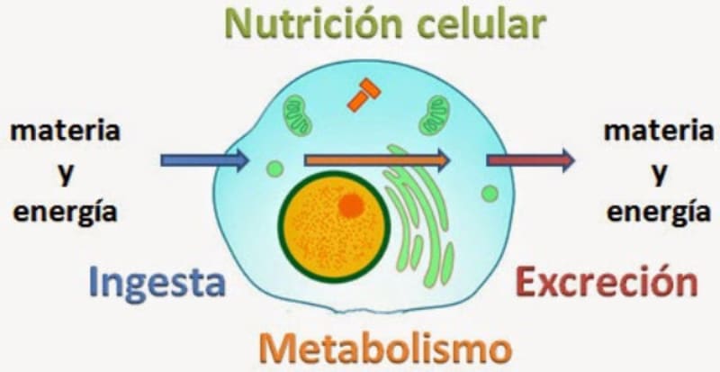 Nutrición y relación celular