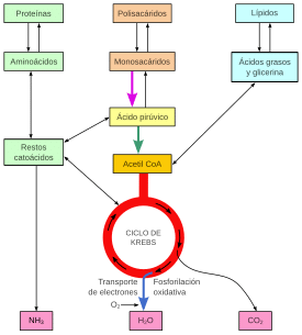 Metabolismo - Wikipedia, la enciclopedia libre